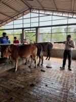 Kembre Goshala visit conducted by Dr Gourish Paukone maam - Kara Seva Shivir, SCM Shirali, 2025 - Day 4 (31 Dec 2025)